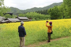魚沼の里で見頃を迎えている菜の花=20日、南魚沼市長森