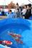 鮮やかな色彩の錦鯉を見て楽しむ家族連れ＝８日、小千谷市桜町
