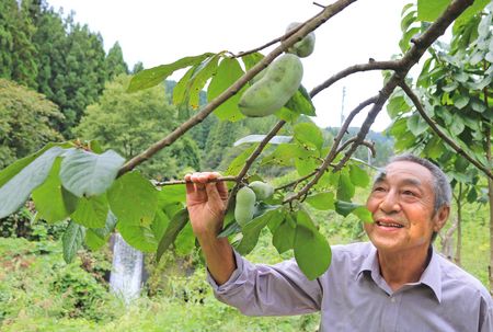 幻の果物ポポー 長岡 三島名物に 新潟日報デジタルプラス