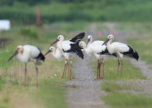 上越市吉川区から巣立ったコウノトリのひなと親鳥=19日、上越市柿崎区