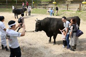 「牛の角突き」の初場所を前に開いたイベントで、牛とふれあう観客=4月29日、長岡市の山古志闘牛場