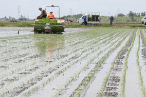 田植えが行われた新発田市の田んぼ=5月