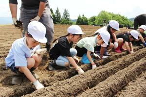 ユリの球根を植える宇賀地小の児童=魚沼市堀之内