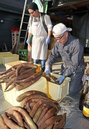 いぶし大根を一本一本漬け込む大桃隆之さん（右）、悠哉さん＝魚沼市七日市