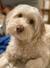 犬のiPS細胞の研究に用いられている犬種の例(ベタニック提供)