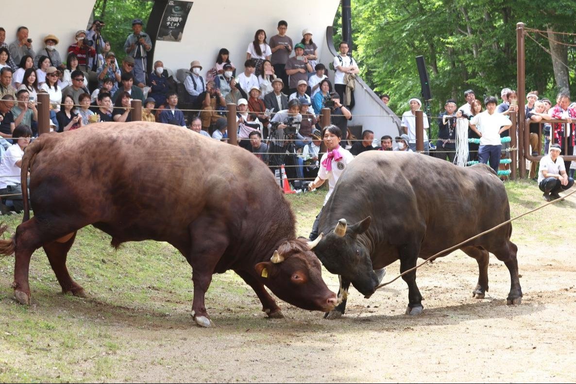 いつまでも続けていくぞ、伝統の闘牛！新潟長岡市で「全国闘牛サミット