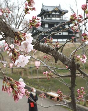 開花宣言が出された高田城址公園の桜＝１日、上越市
