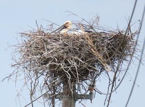 電柱の上に作った巣から離れずにいるコウノトリの親鳥＝５月６日、上越市