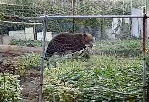 家庭菜園でトウモロコシをくわえるヒグマ=14日午前6時10分ごろ、北海道函館市(住民提供)