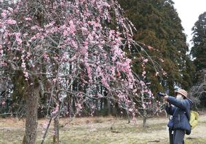 色鮮やかな花が咲き始めた梅林公園の梅=15日、田上町田上