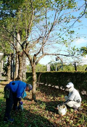 木の根元に水を供給する作業に取り組む桜守=上越市本城町