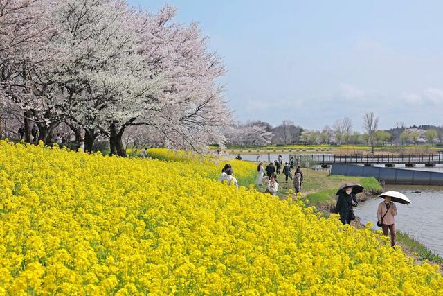 桜と菜の花のコントラストを楽しむ見物客＝１１日、新潟市西蒲区松野尾