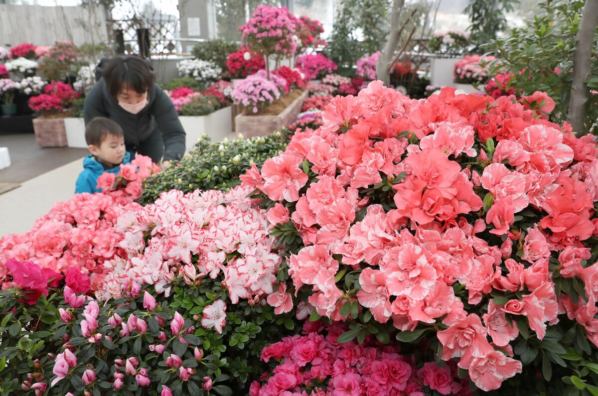 アザレア咲き競う 新潟日報デジタルプラス アザレア咲き競う 新潟日報デジタルプラス