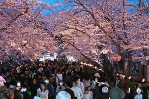 満開を迎えた高田城址公園の夜桜=4月9日、上越市