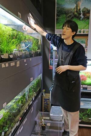 水槽を手入れする店長の五十嵐崇さん=新潟市西区坂井東2