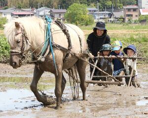 馬耕を体験する園児たち＝上越市滝寺