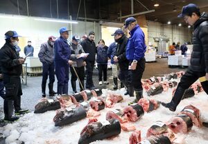 年末恒例のサメの競り=12月27日、上越市木田3の一印上越魚市場