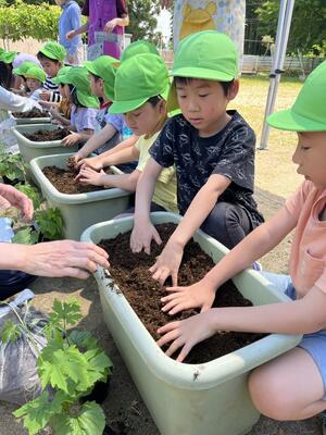 ゴーヤーの苗を植える豊浦保育園の園児=新発田市大伝