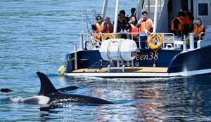 　北海道・知床の羅臼町沖で観光船の近くを泳ぐシャチの群れを見る観光客ら＝６月