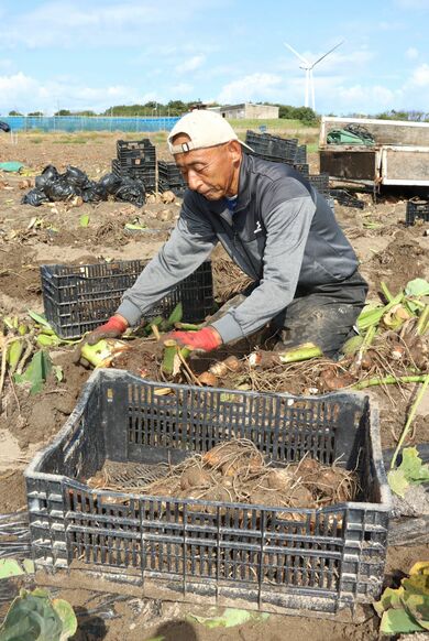 胎内市の砂地育ち「子宝さといも」を特産品へ！東京から移住の男性が