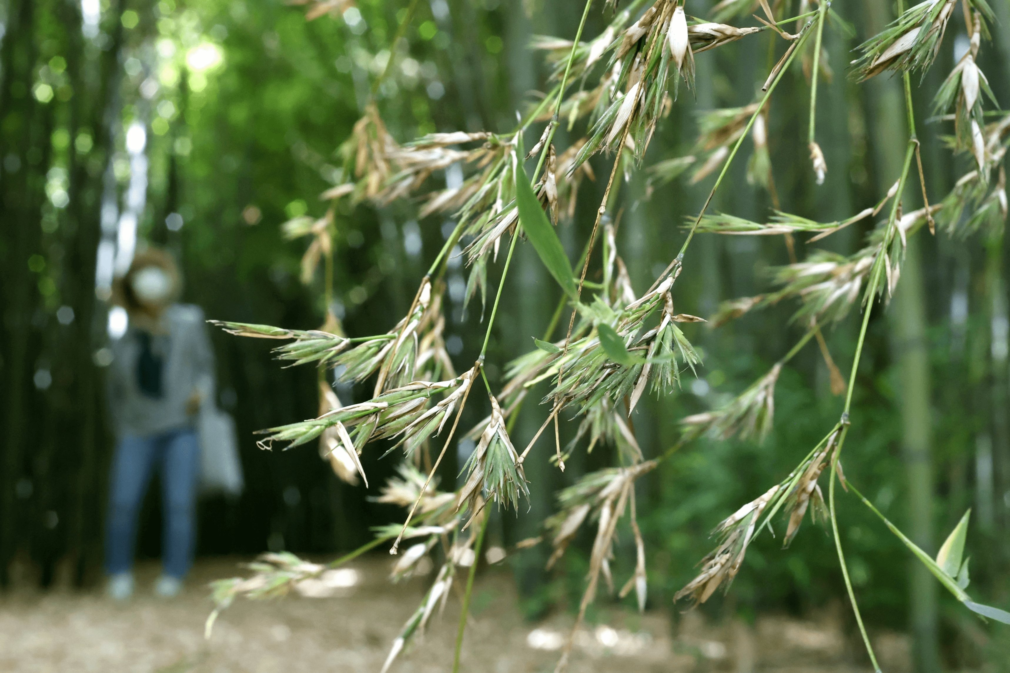 次は100年後 鳥屋野逆ダケ 400本開花 新潟日報デジタルプラス