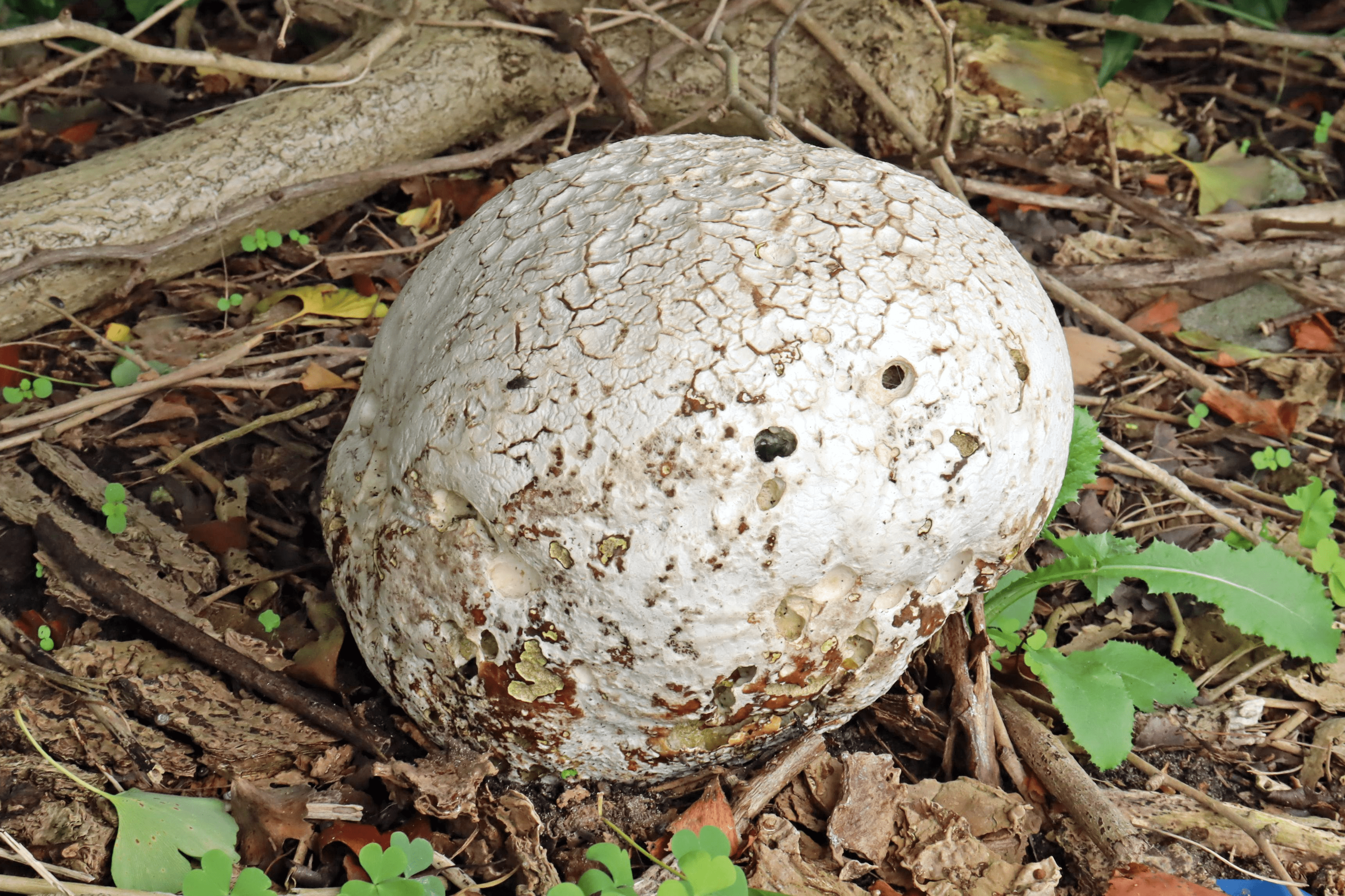 茂みにまさか 恐竜の卵 リアル ジュラシック ワールド 新潟日報デジタルプラス