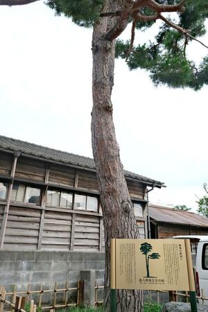 大倉喜八郎ゆかりの松に設置された説明看板=新発田市中央町3