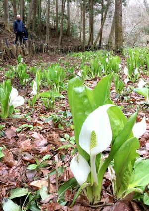 天狗の谷で見頃を迎えたミズバショウ=新潟市西蒲区仁箇