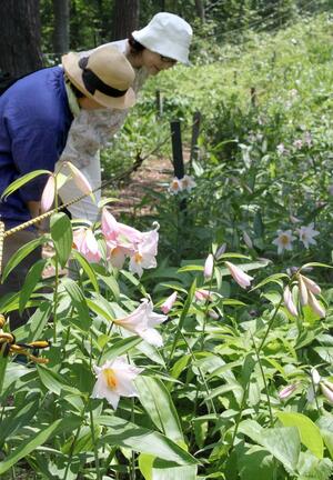 高城城へ続く登山道に咲くヒメサユリ=5月21日、三条市森町