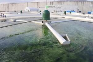 　理研食品の陸上養殖施設。大きな水槽でスジアオノリが育つ＝岩手県陸前高田市