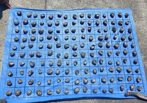 上越海上保安署管内で昨年密漁されたサザエ913個の一部(同署提供)