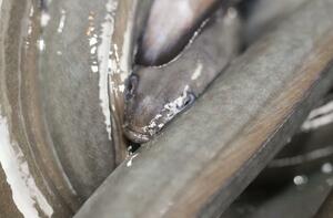 ウナギ料理店のニホンウナギ=23日、東京都目黒区