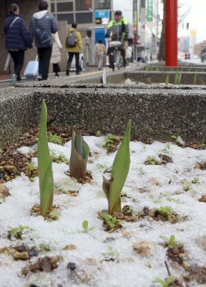 雪が積もったチューリップの花壇。芽が土から顔を出していた=4日、新潟市中央区