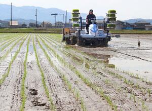 柏崎刈羽地域の極早生米「葉月みのり」の田植え＝柏崎市藤井
