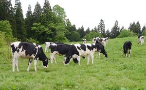 放牧地で草を食む乳牛=6月6日、津南町