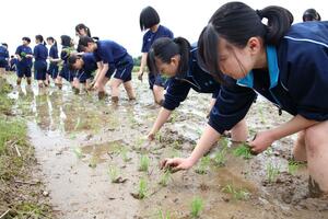 酒造りに向けて田植えをする見附高校の生徒たち=26日、見附市新潟東町