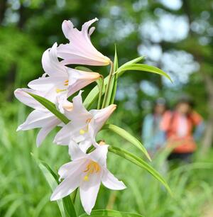 見頃を迎えた登山道脇のヒメサユリ＝１９日、三条市森町
