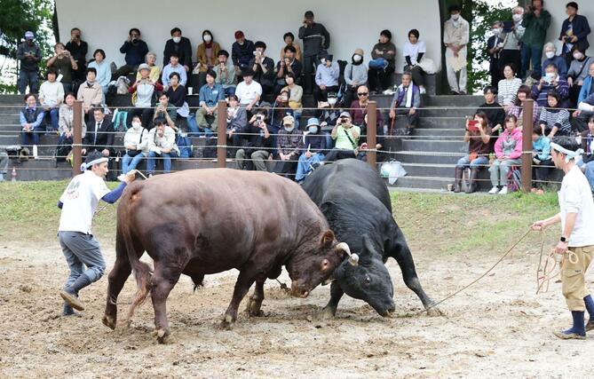 「中越大震災２０年復興感謝祭」と題し開かれた牛の角突き＝１０月２３日、長岡市山古志南平乙の山古志闘牛場