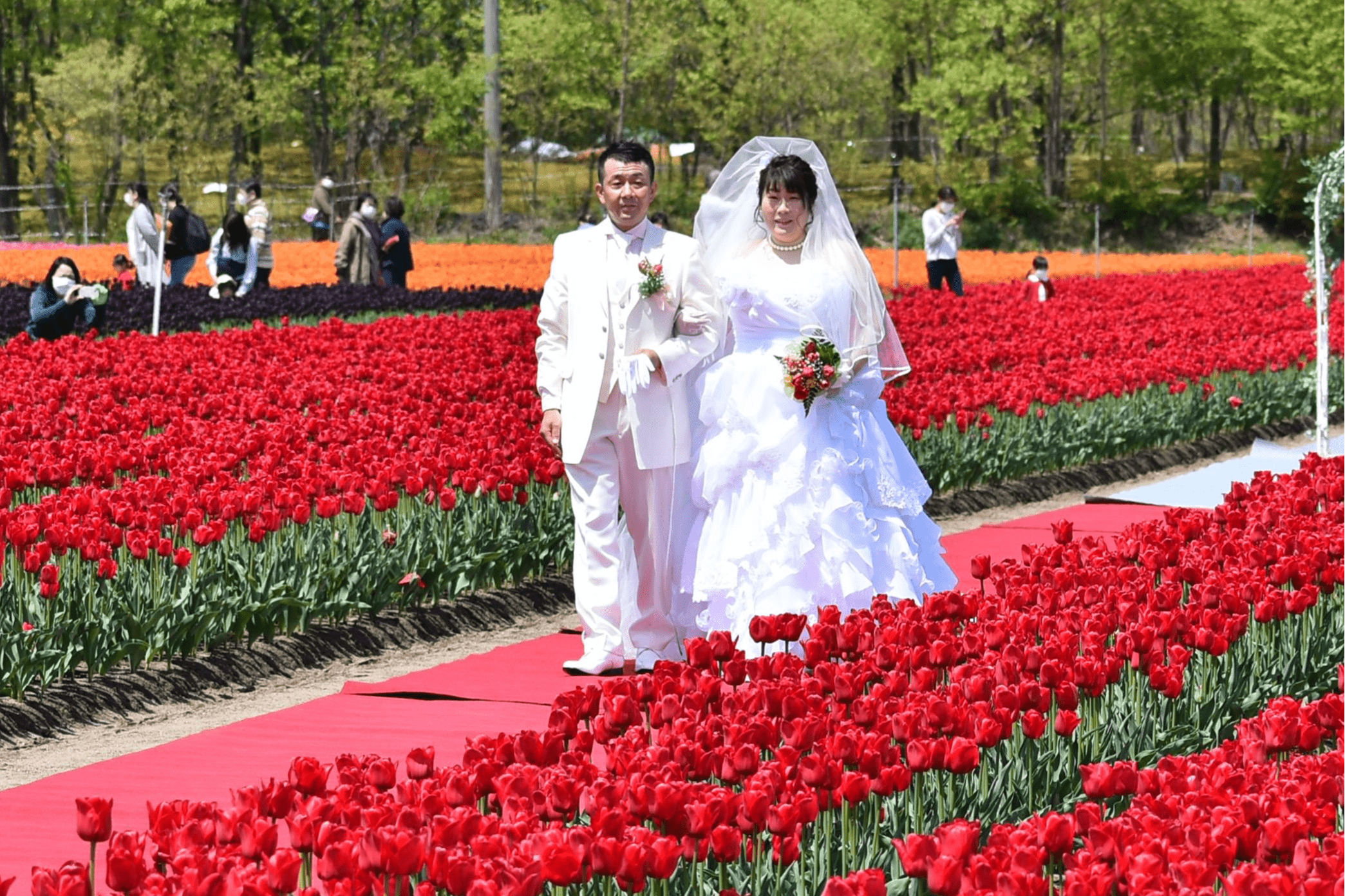 チューリップウエディング 観光客も祝福 新潟日報デジタルプラス