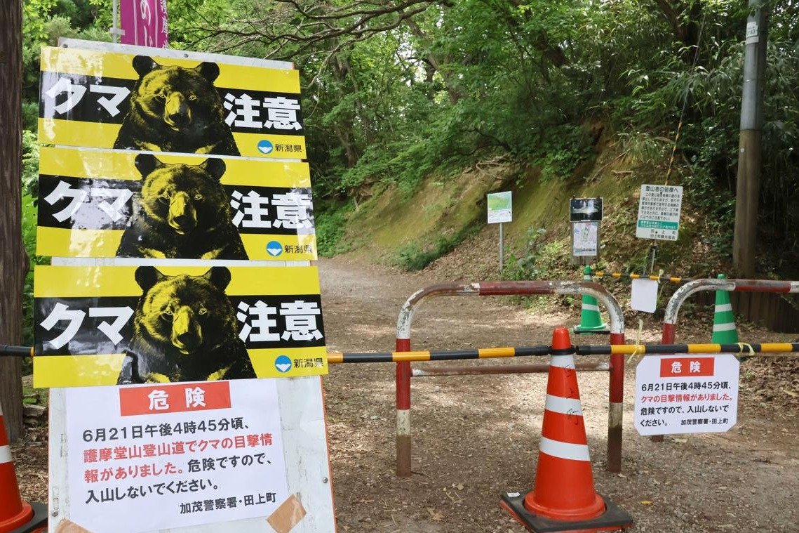 新潟田上町の護摩堂山にクマ 「あじさいまつり」開催中の登山道で目撃