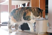 【猫動画・新作あり】新潟県内「猫のいる店」♡モフモフに触れる幸せ～推しネコ見つけて（6月30日更新）