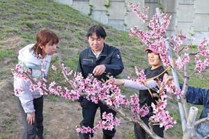 砂丘桃の摘花作業を教わるインターンの参加者＝刈羽村刈羽