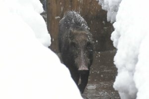 上越市三和区水吉で見つかったイノシシ=2月12日