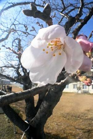 　福島県いわき市で市民団体らが独自に「開花宣言」した旧小名浜測候所の旧標本木の桜＝２７日午後