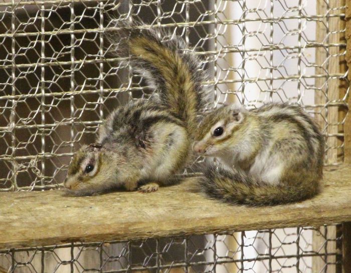 しっぽの 秘密 探ってみた 新潟日報教育モア