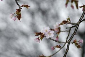　北海道釧路市で開花したエゾヤマザクラ＝３日午後