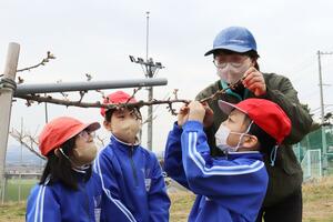 地元特産の砂丘桃の摘蕾作業を体験した刈羽小の3年生=刈羽村刈羽