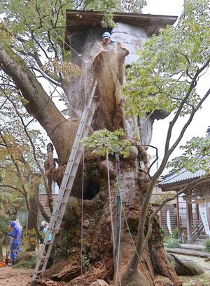 12年ぶりとなった「鵜川神社の大欅」の治療作業=柏崎市新道