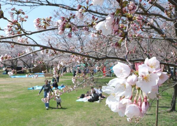 ３日、高田城址公園
