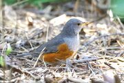 野鳥「カラアカハラ」を新潟市中央区で撮影！新潟県での観察記録は数年に一度程度　中国など大陸に生息、渡りの途中か